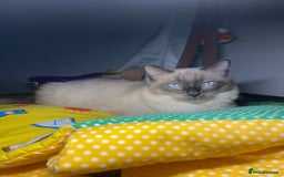 Ragdoll cats for sale: Ragdoll kitten  - Image 7