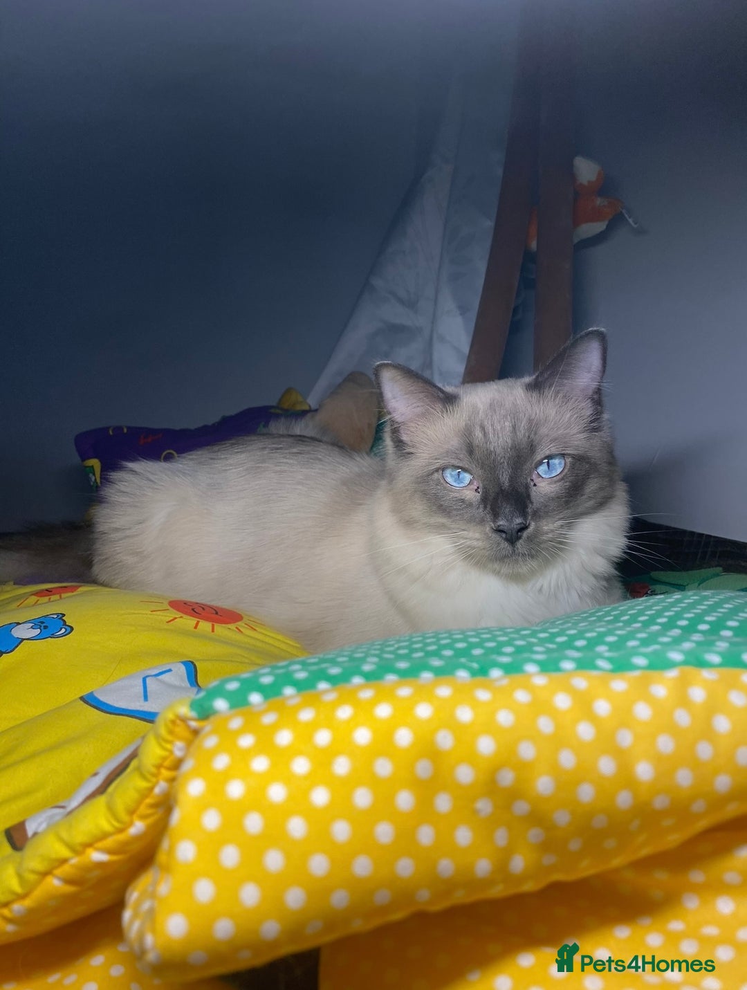 Ragdoll cats for sale: Ragdoll kitten  - Image 7