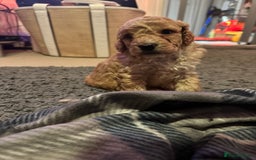 Cockapoo dogs for sale: Cockapoo puppies - Image 4