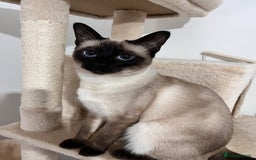 Siamese cats for sale: 🐾Half Siamese kittens for sale🐾 - Image 3