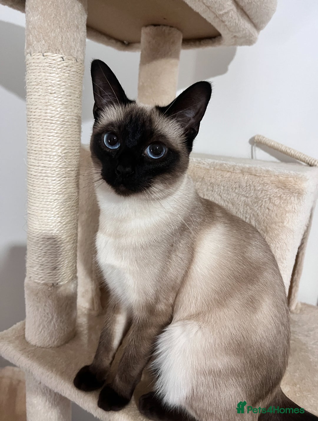 Siamese cats for sale: 🐾Half Siamese kittens for sale🐾 - Image 3
