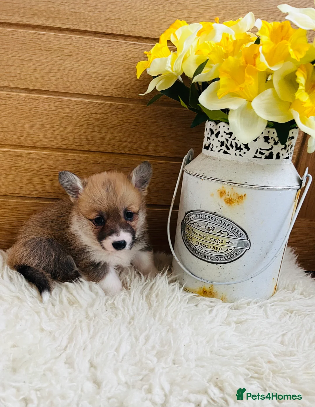 Welsh Corgi Pembroke dogs for sale: KC reg Welsh Corgi Pembroke puppies - Advert 14