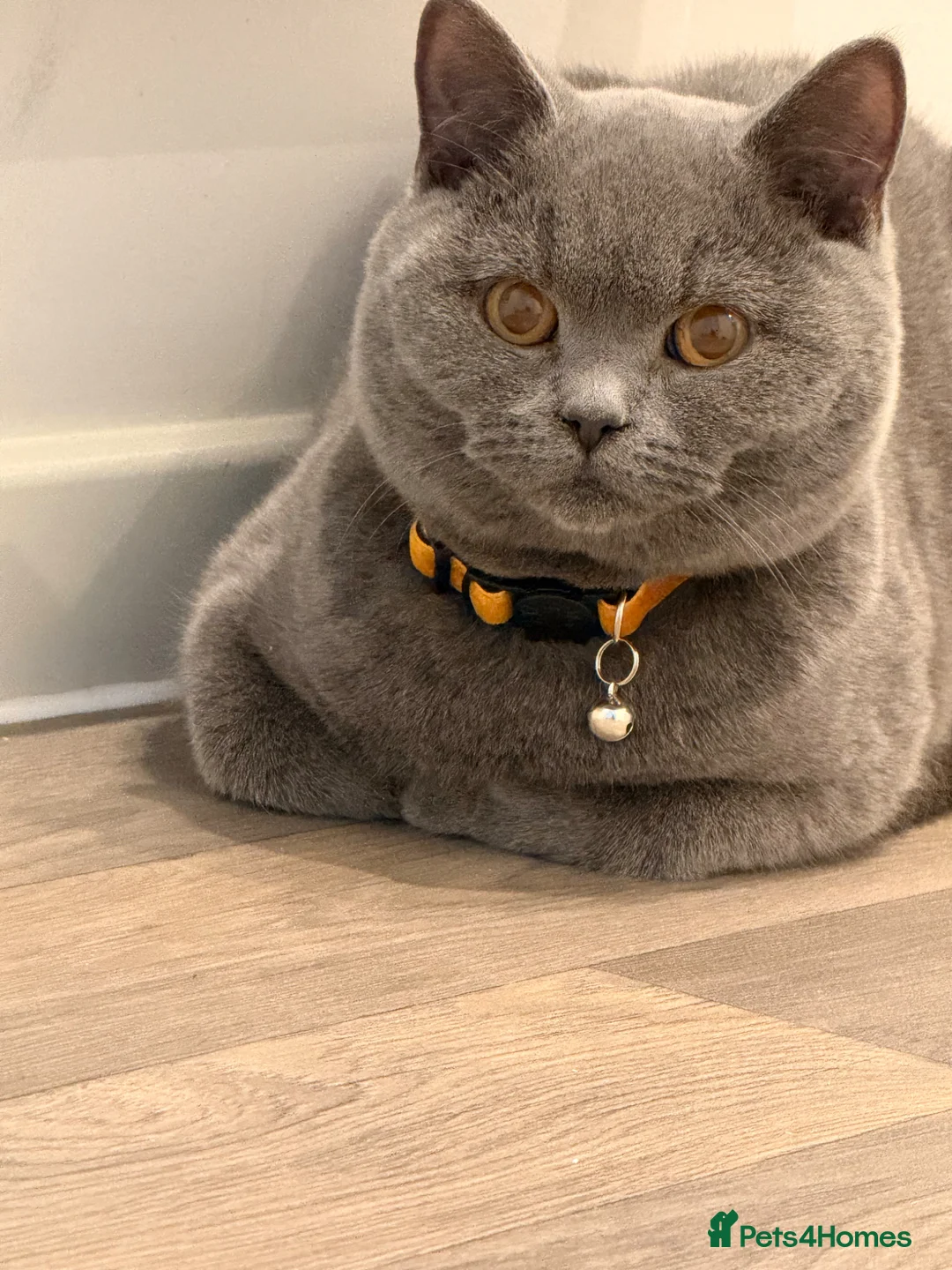 British Shorthair cats for sale: British Shorthair - Handsome Male (Full Package) - Advert 4