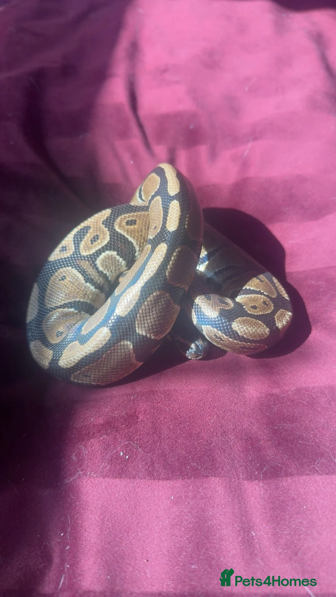 Python Snake reptiles for sale: 3 ball pythons  - Advert 2
