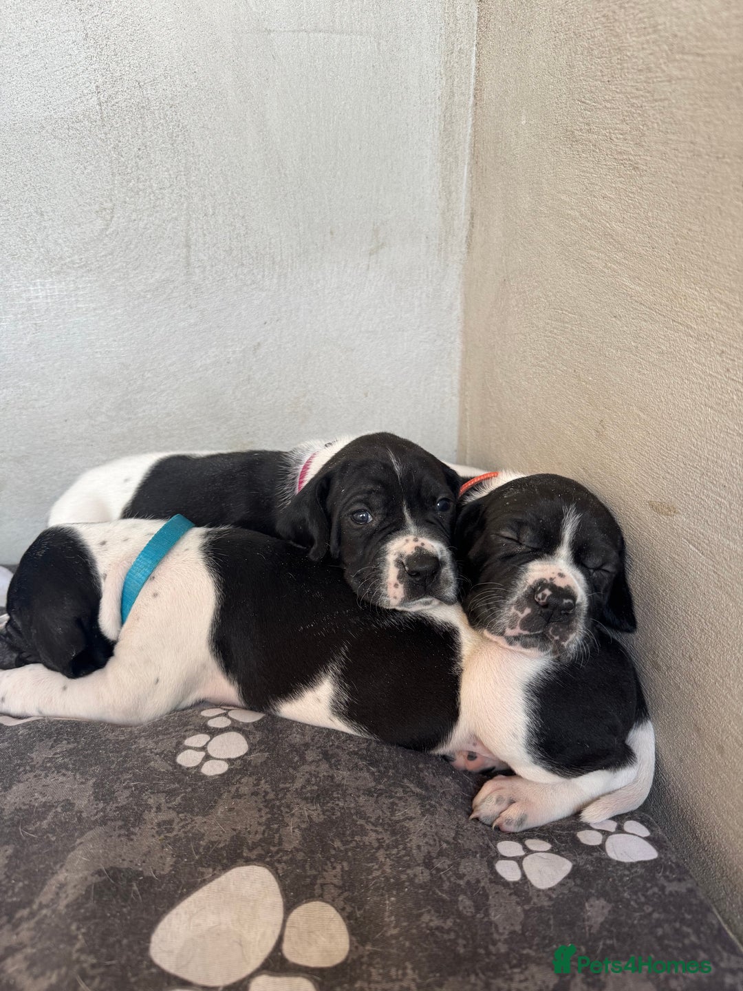 Pointer dogs for sale: English pointer puppies  - Image 9