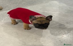 French Bulldog dogs for sale: Beautiful French fawn bulldog  - Image 2