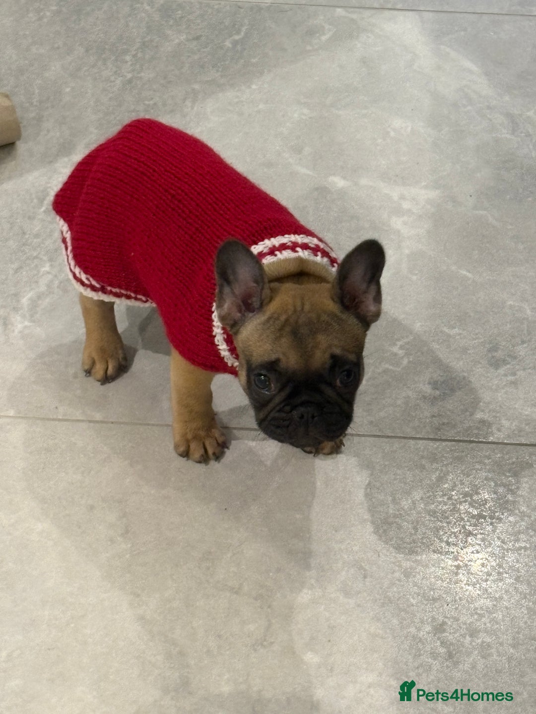 French Bulldog dogs for sale: Beautiful French fawn bulldog  - Image 2