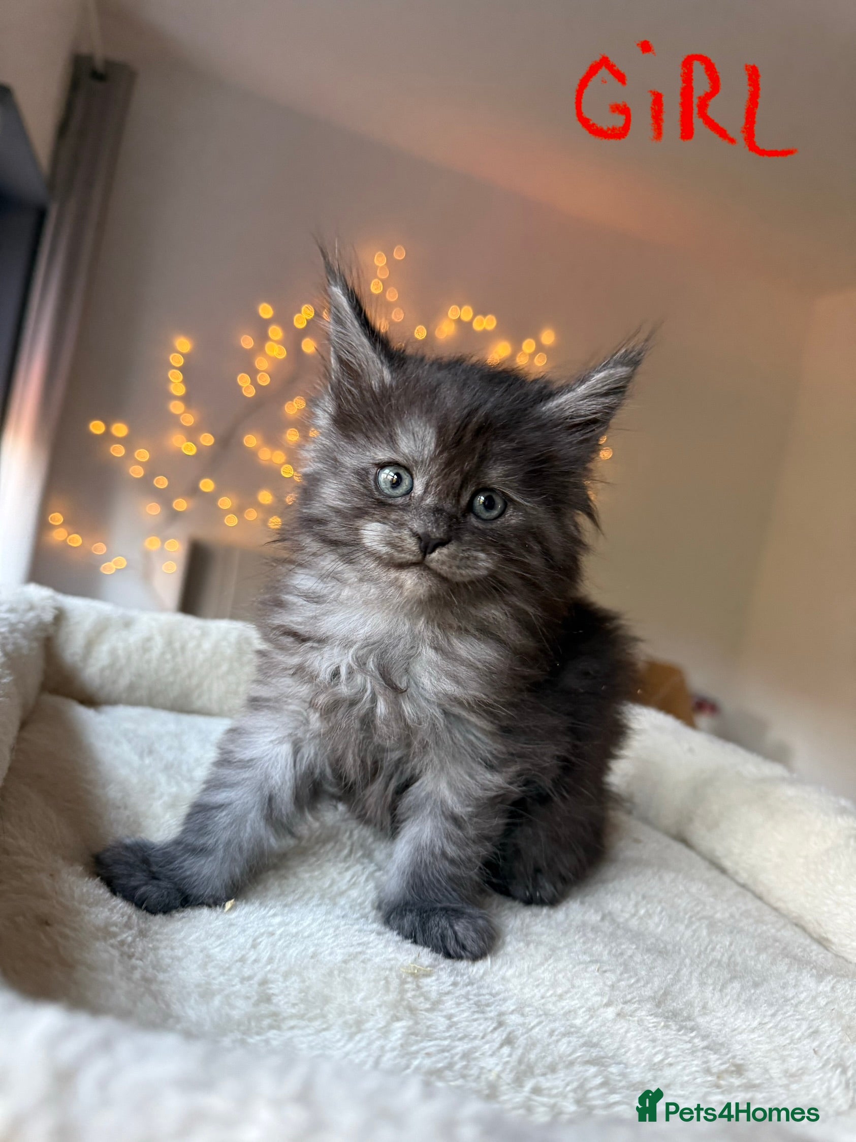 Maine Coon cats Beautiful Maine Coon Kittens – Ready mid January - Advert 12