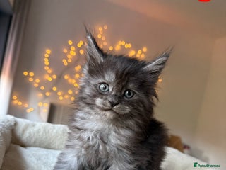 Maine Coon cats Beautiful Maine Coon Kittens – Ready mid January - Advert 12