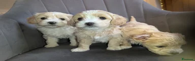 Maltipoo Puppy 3