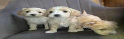 Maltipoo dogs for sale: Maltipoo puppies - Advert 11
