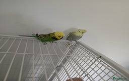 Budgerigars birds for sale: Exhibition budgies  - Image 1