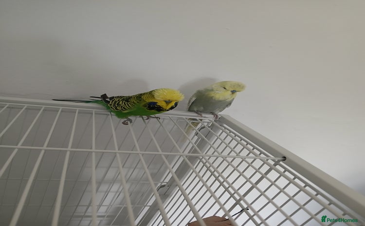Budgerigars birds - Advert 2