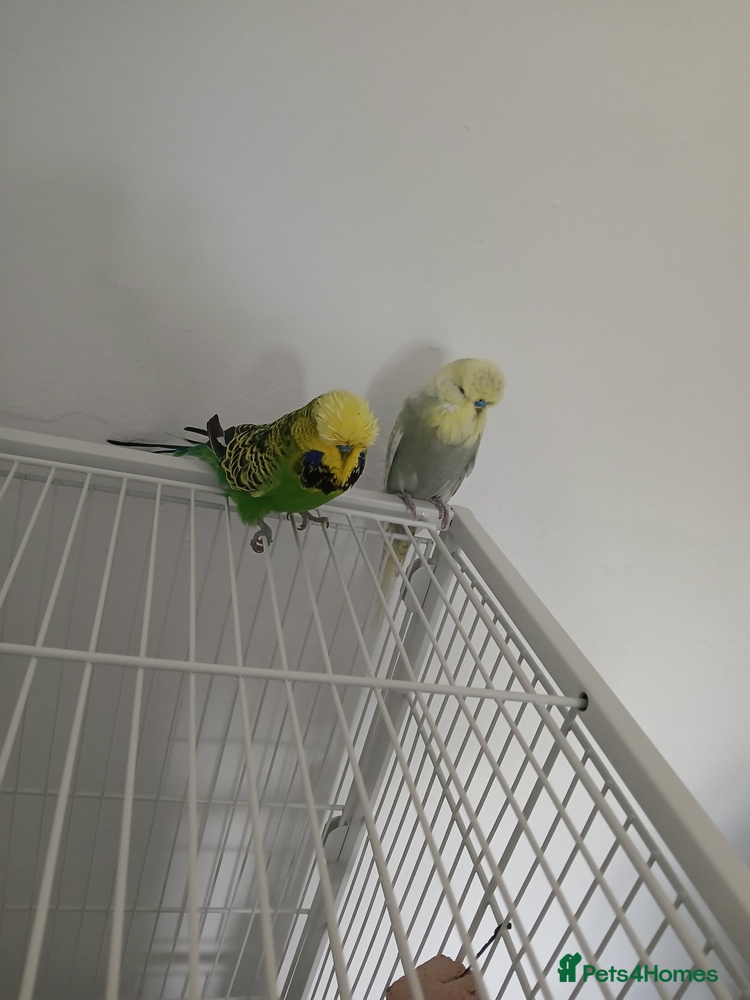 Budgerigars birds for sale: Exhibition budgies  - Image 1