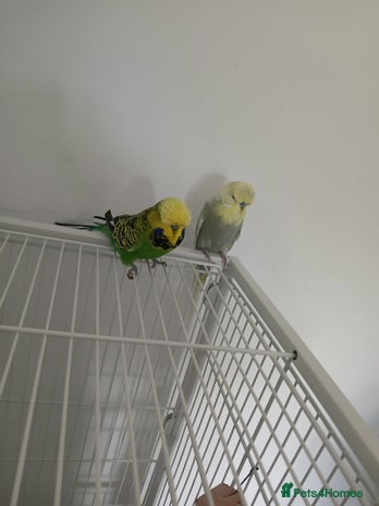 Budgerigars birds - Advert 8
