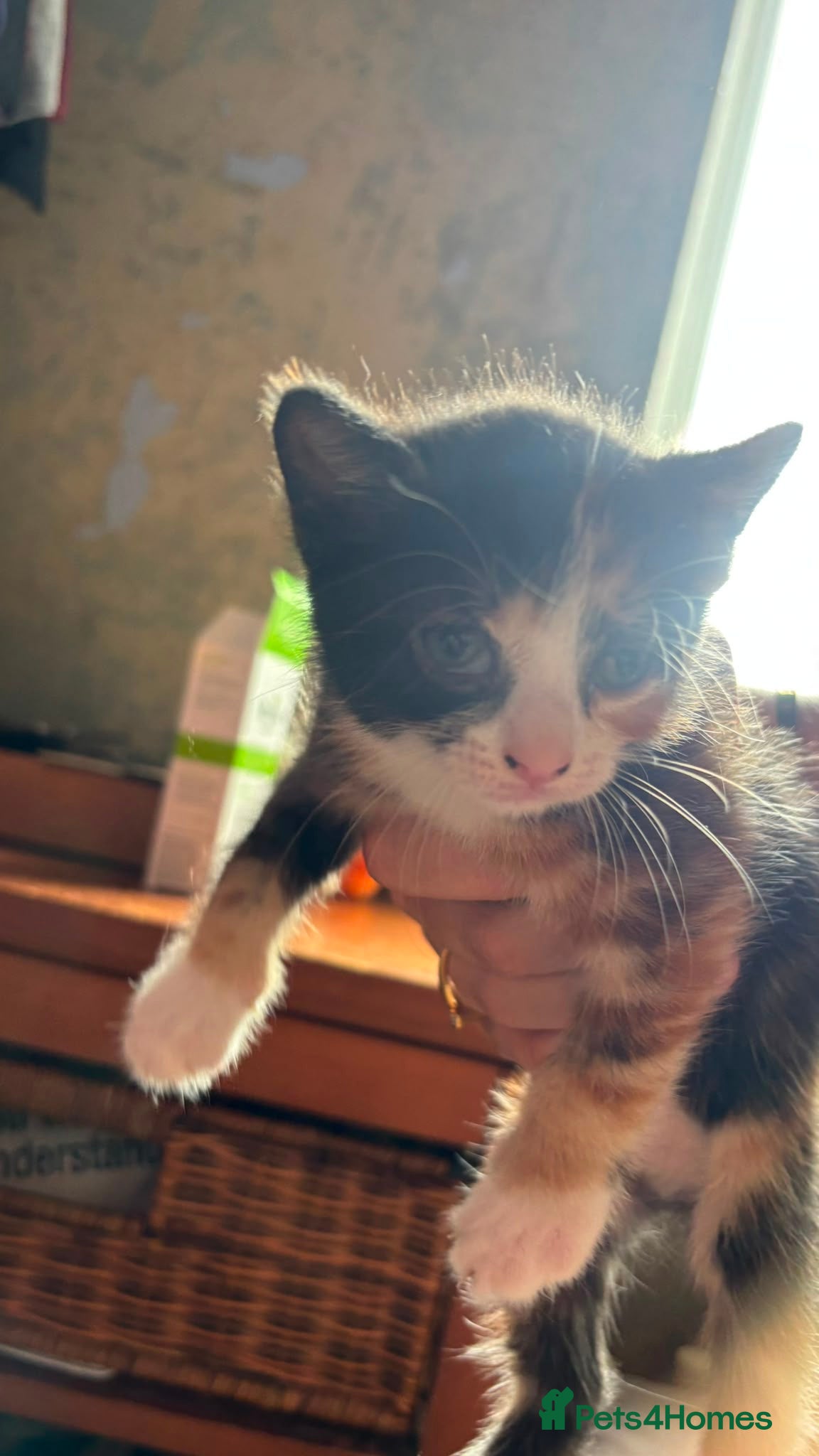 British Shorthair cats for sale: 4 mixed British shorthair gorgeous kittens - Advert 11
