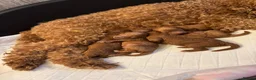 Toy Poodle dogs for sale: Absolutely gorgeous puppies 🐶  - Advert 8