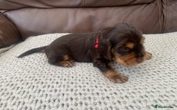 Cocker Spaniel dogs for sale: Cocker Spaniel ( show type) KC registered - Image 3