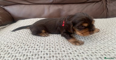 Cocker Spaniel dogs - Advert 4