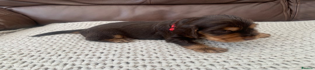 1  litter name ( red bear)