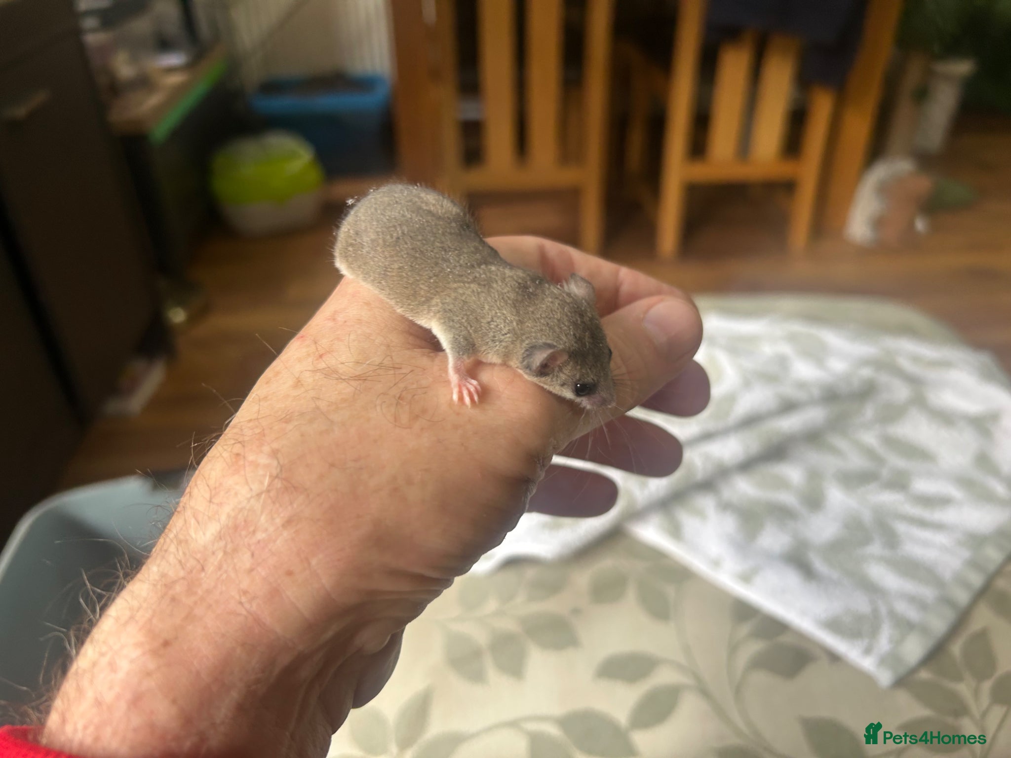 Mouse rodents 40 (ish) colony of African Pygmy Dormice. - Advert 1