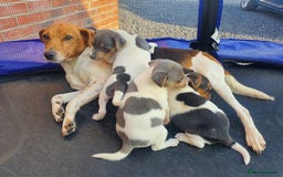 Jack Russell dogs for sale: Jack russell pups  - Image 9