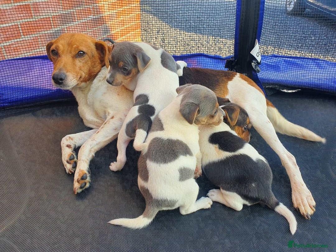 Jack Russell dogs for sale: Jack russell pups  - Image 9