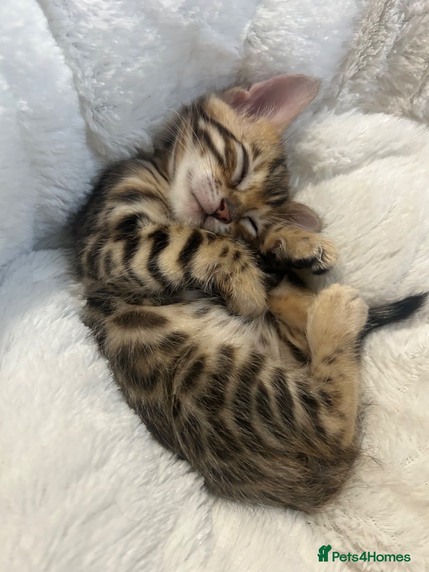 Bengal cats our stunning bengal boy lizard  - Advert 3