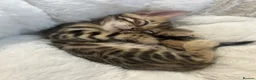 Bengal cats for sale: our stunning bengal boy lizard  - Advert 1