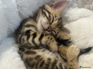 Bengal cats our stunning bengal boy lizard - Advert 3
