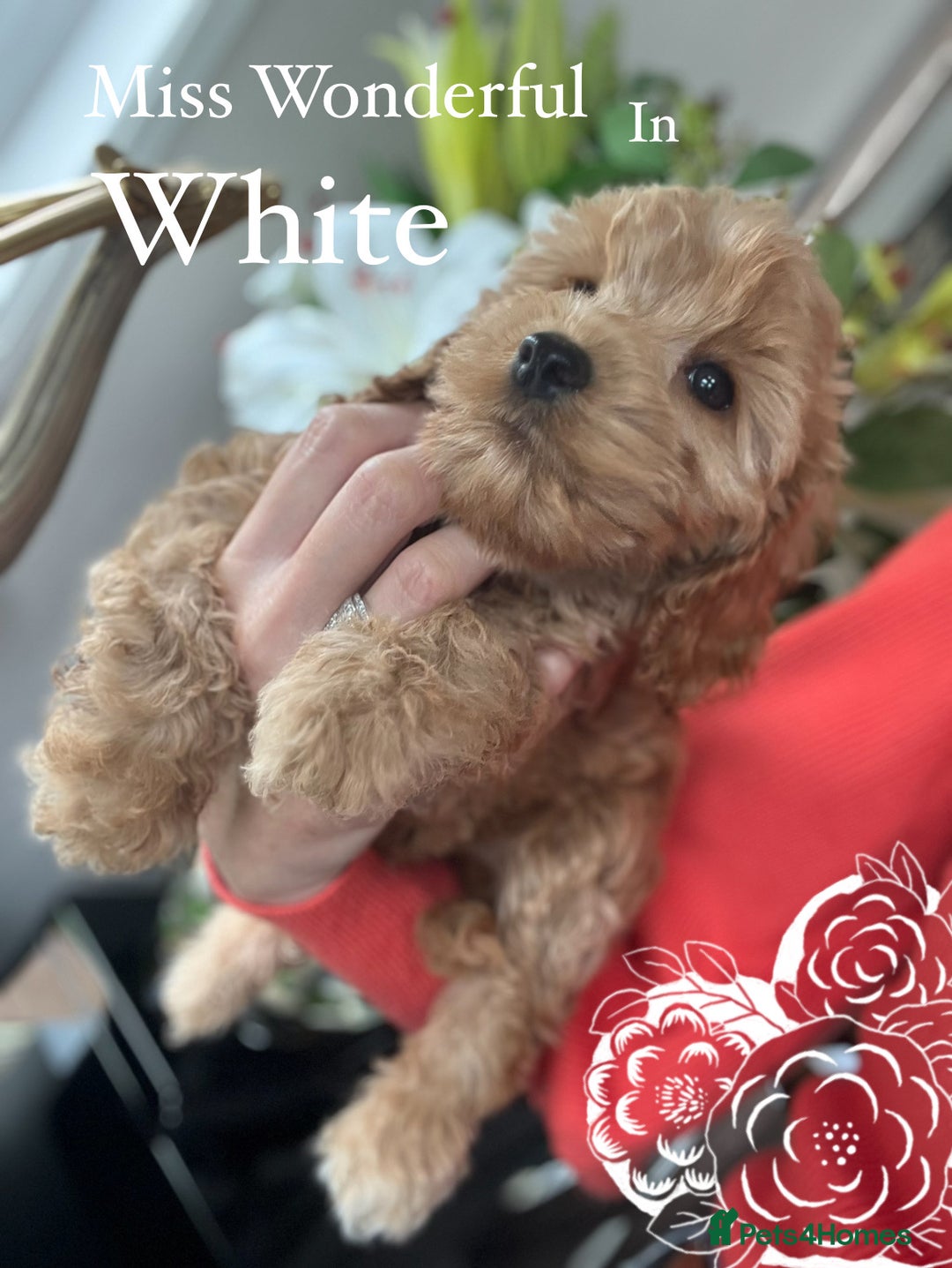 Cockapoo dogs for sale: F1 Cockapoo’s DNA Health Tested Parents - Image 34