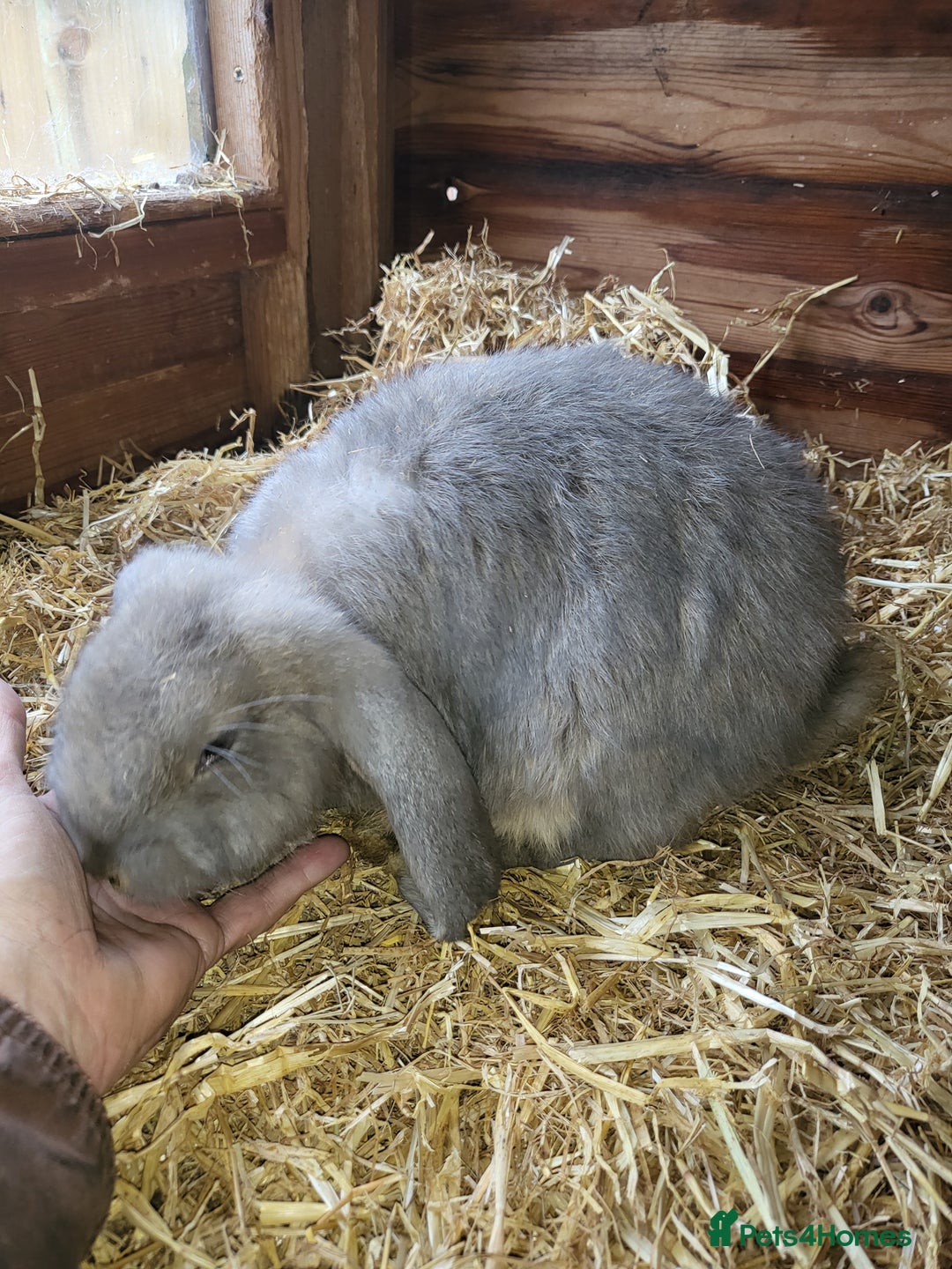 French Lop rabbits for sale: Giant French lops  - Image 11