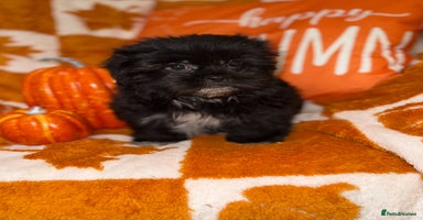 Shih Tzu dogs - Advert 6