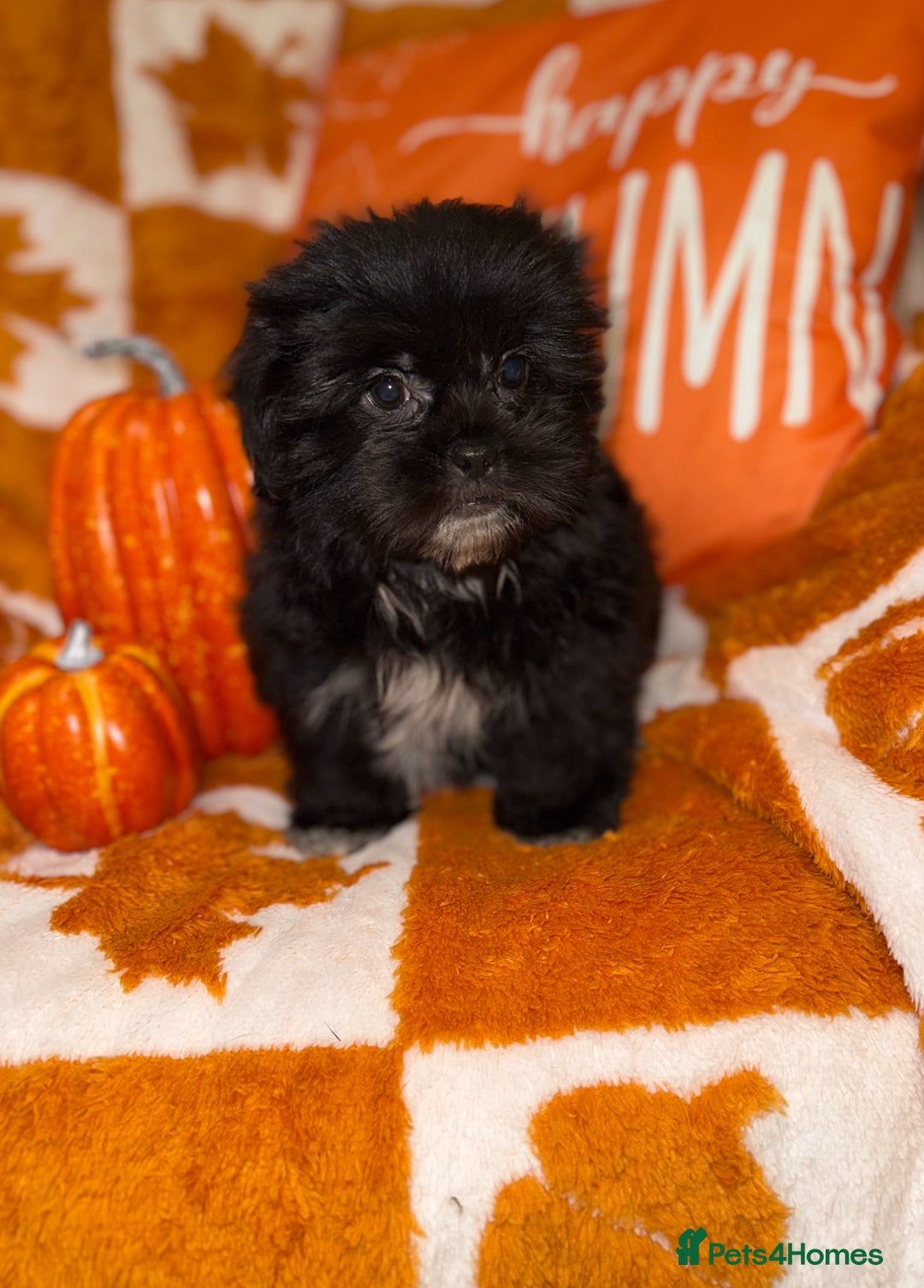Shih Tzu dogs for sale: 🩷🩷 Stunning Black Shih Tzu Girls 🩷🩷 - Image 2