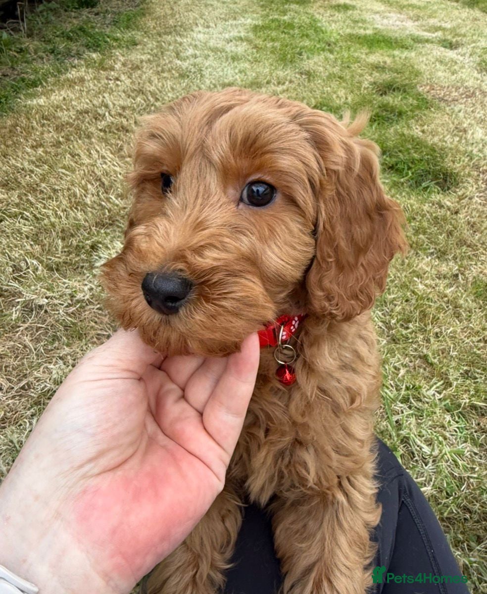 Cockapoo dogs Cockapoo Puppies F1b Show Type - Advert 1