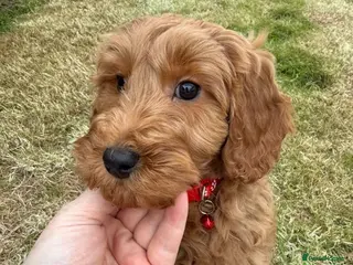 Cockapoo dogs Cockapoo Puppies F1b Show Type - Advert 1