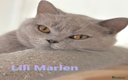 British Shorthair cats for sale: Closing of BSH cattery, 50% discount  - Image 4