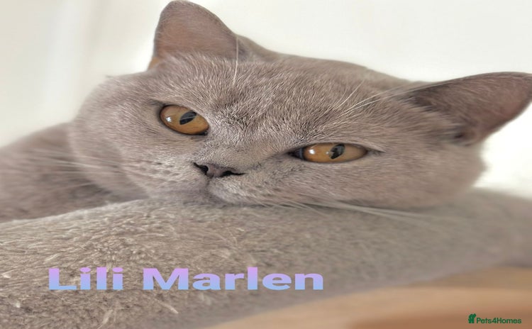 British Shorthair cats - Advert 2
