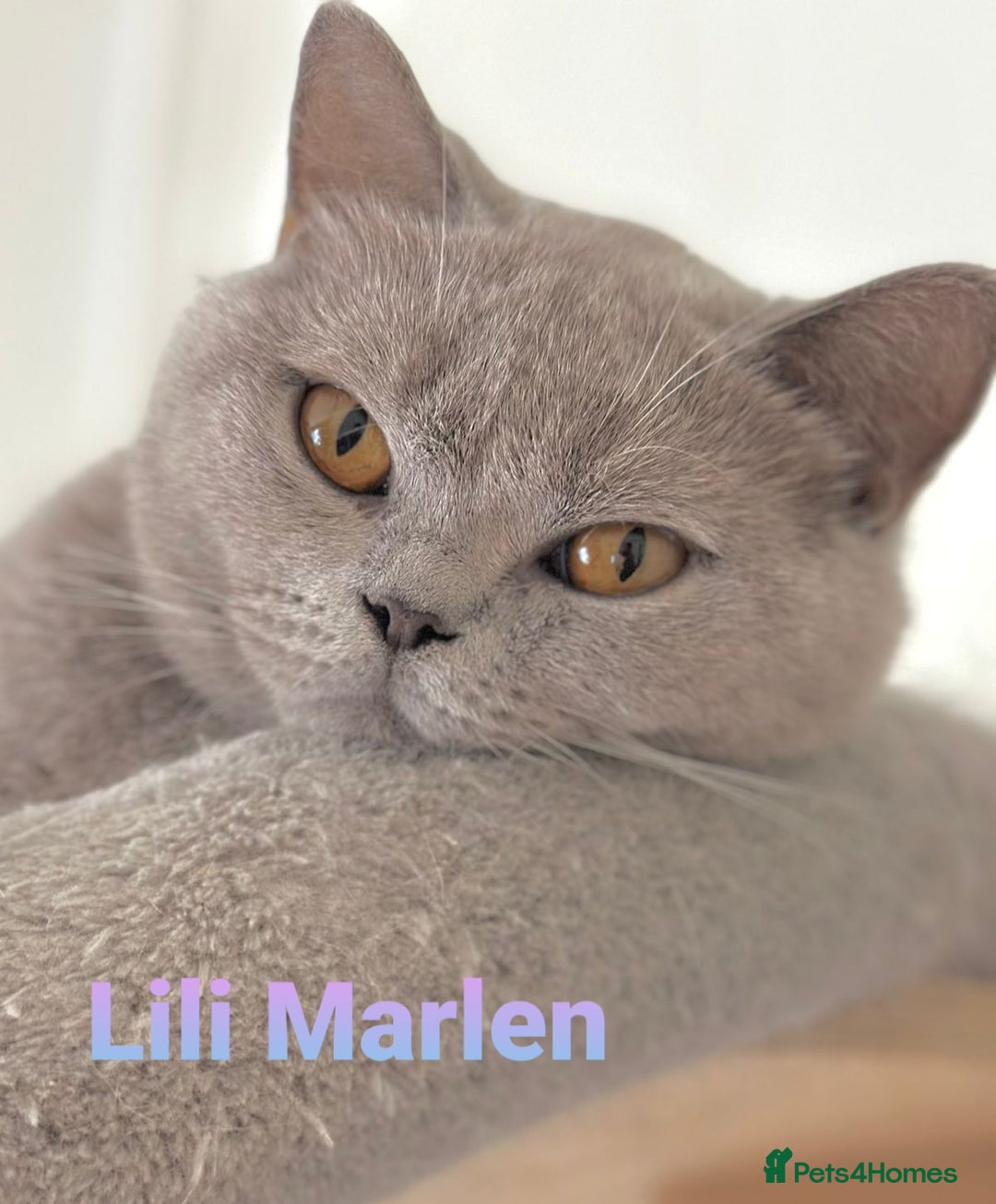 British Shorthair cats for sale: Closing of BSH cattery, 50% discount  - Image 4