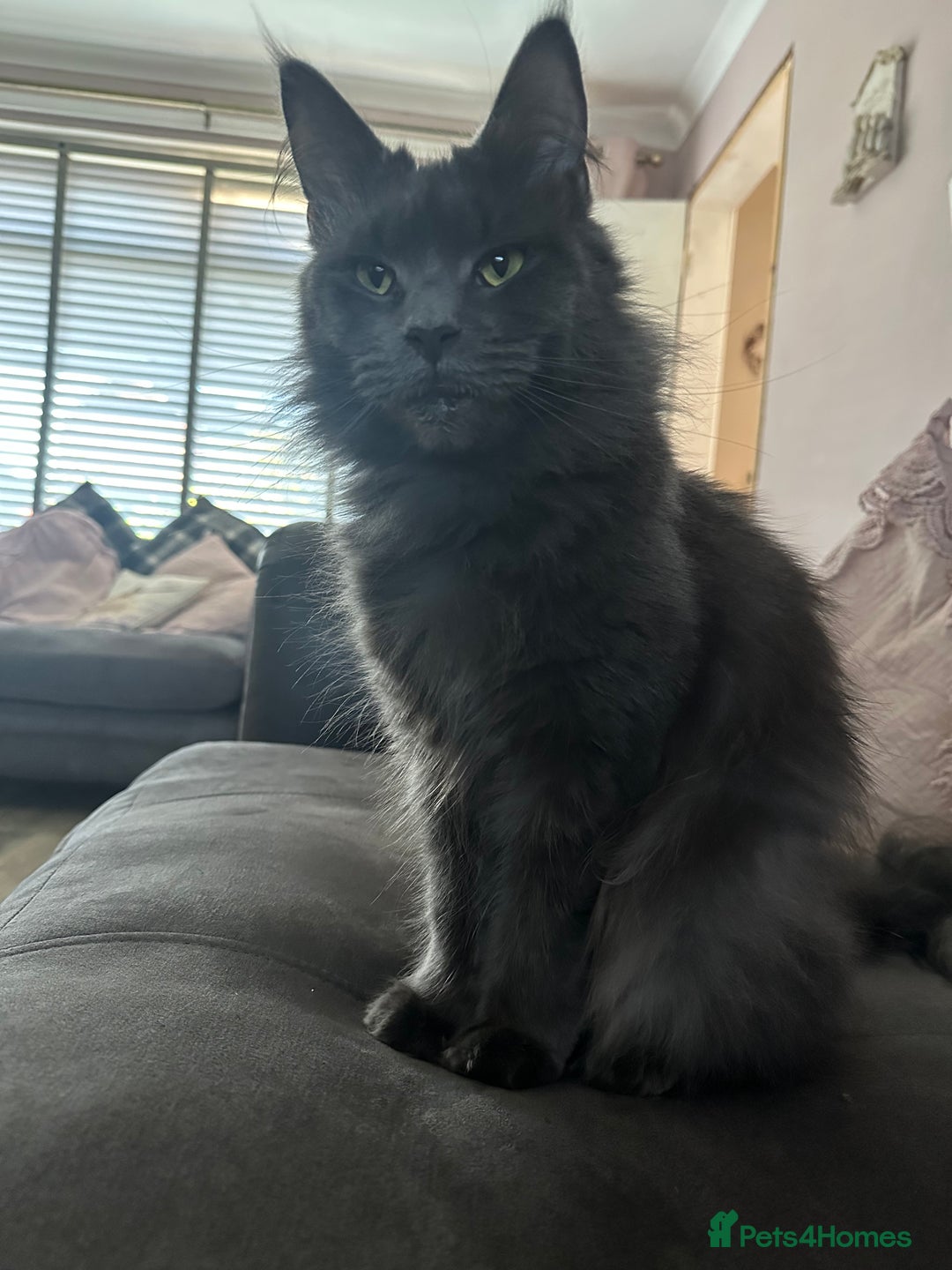 Maine Coon cats for sale: Blue Maine Coon Kittens – Active TICA Registered  - Advert 17