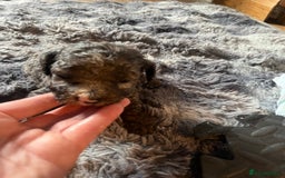 Labradoodle dogs for sale: 🐾Stunning Miniature Labradoodle F1b Puppies🐾  - Image 4