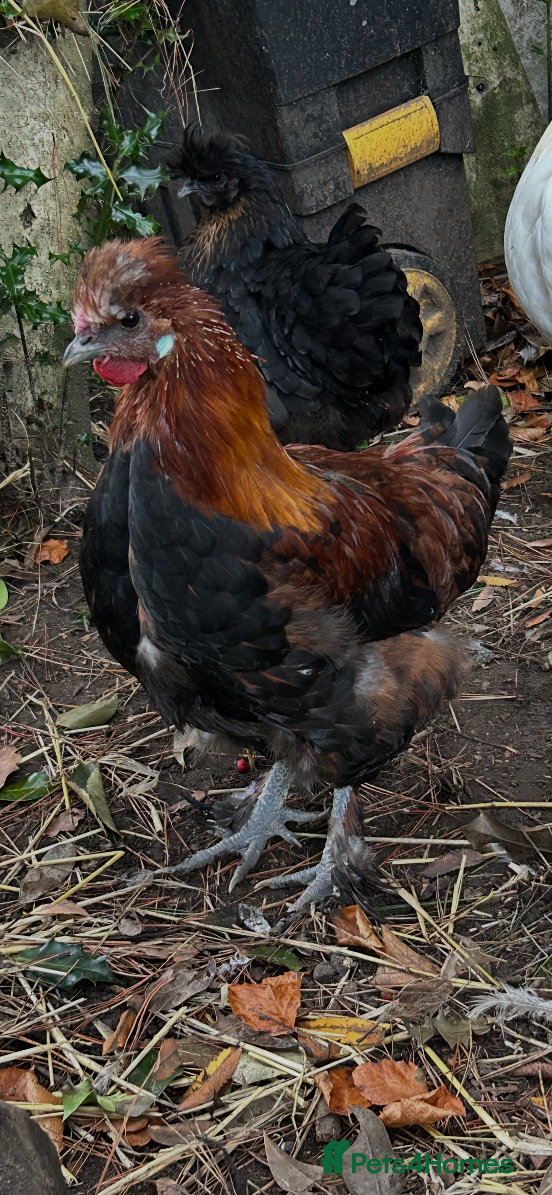 Chickens poultry for sale: Handsome boy - Image 9