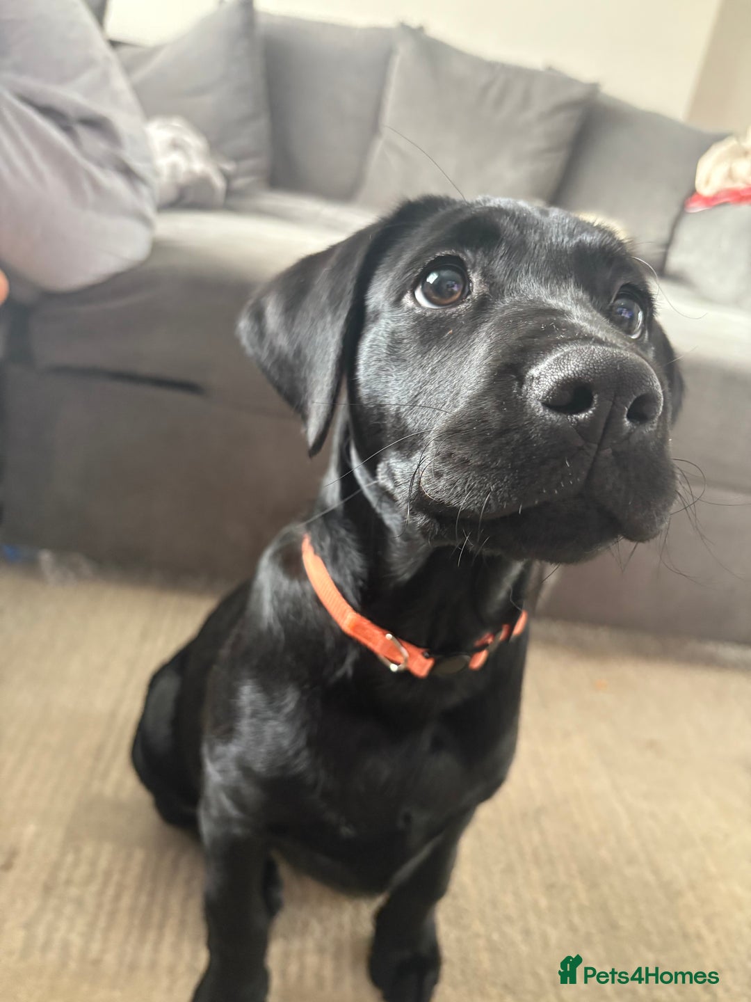 Labrador Retriever dogs for sale: 13 week old Labrador puppy  - Advert 2