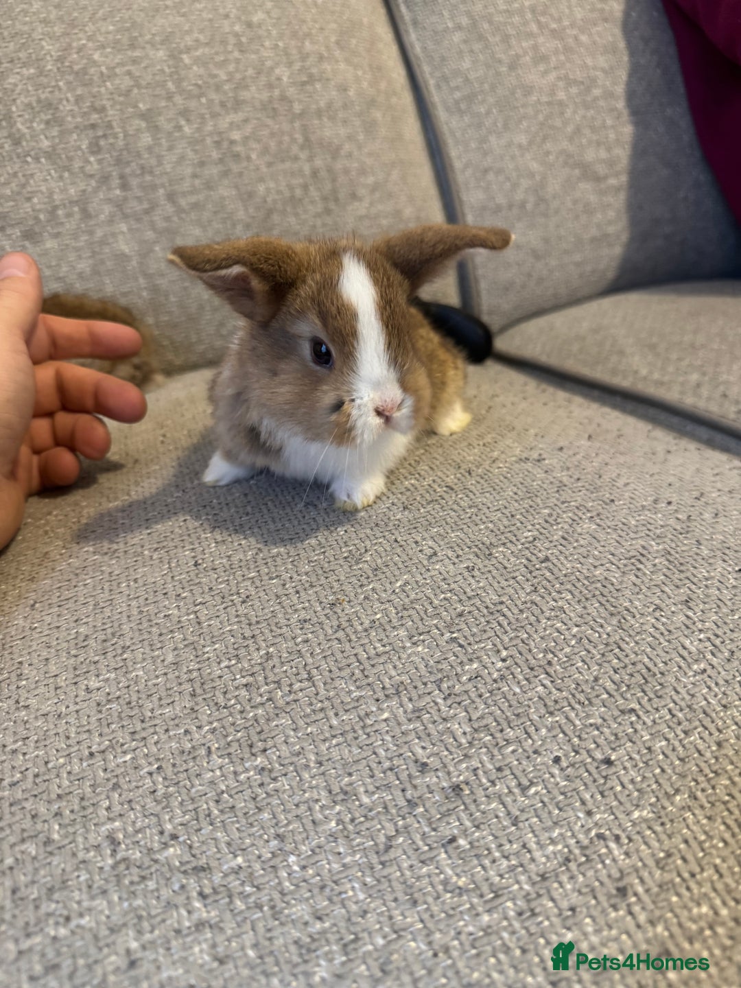 Mixed Breed rabbits for sale: Rabbit  - Advert 1