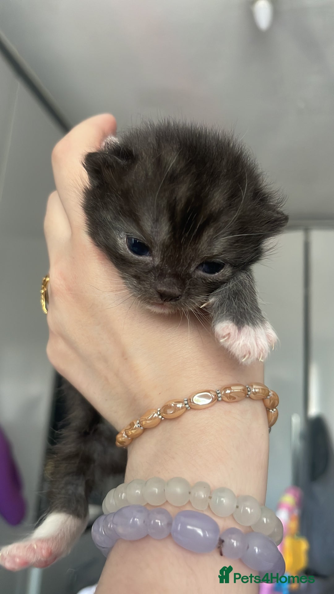 Mixed Breed cats for sale: Cutest Scottish Fold and BSH kittens  - Image 15