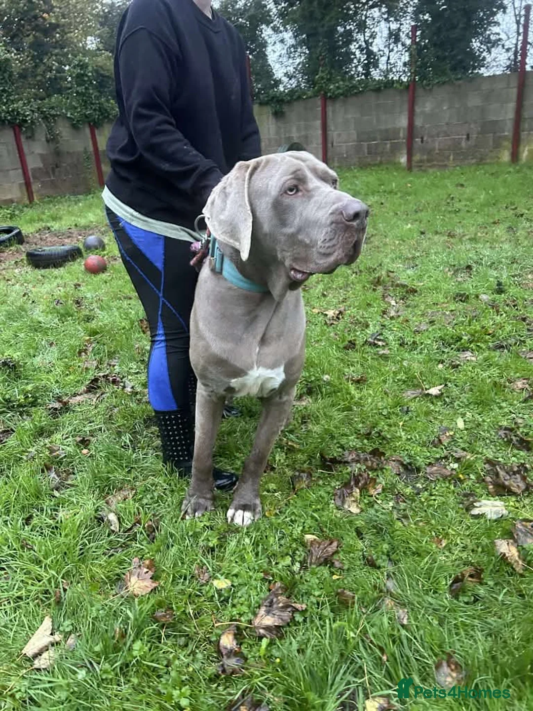 Mixed Breed dogs for adoption: Meet Bruno, currently residing in Surrey  in Walton-on-Thames - Advert 13