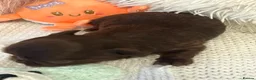 Chihuahua dogs for sale: BEAUTIFUL TINY CHOCOLATE BOYS - Advert 12