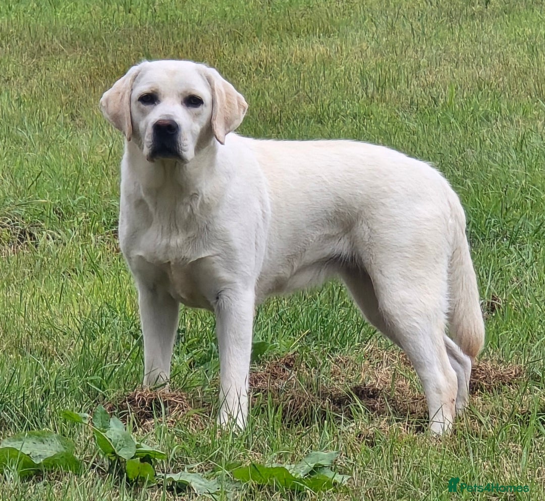 Labrador Retriever dogs for sale: Beautiful and Friendly 1 Year Old Bitch Labrador  - Image 4