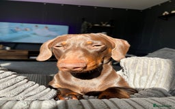 Miniature Dachshund dogs for sale: 2 year old Miniature Dachshund - Image 2