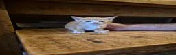 Mixed Breed cats for sale: Beautful litter of kittens - Advert 5